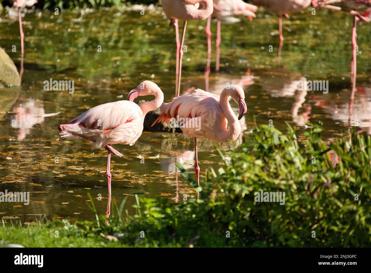 Full body shot of two pink flamingos in a grass and water landscape, in the background diffusely more flamingos reflected in the water. Stock Photo