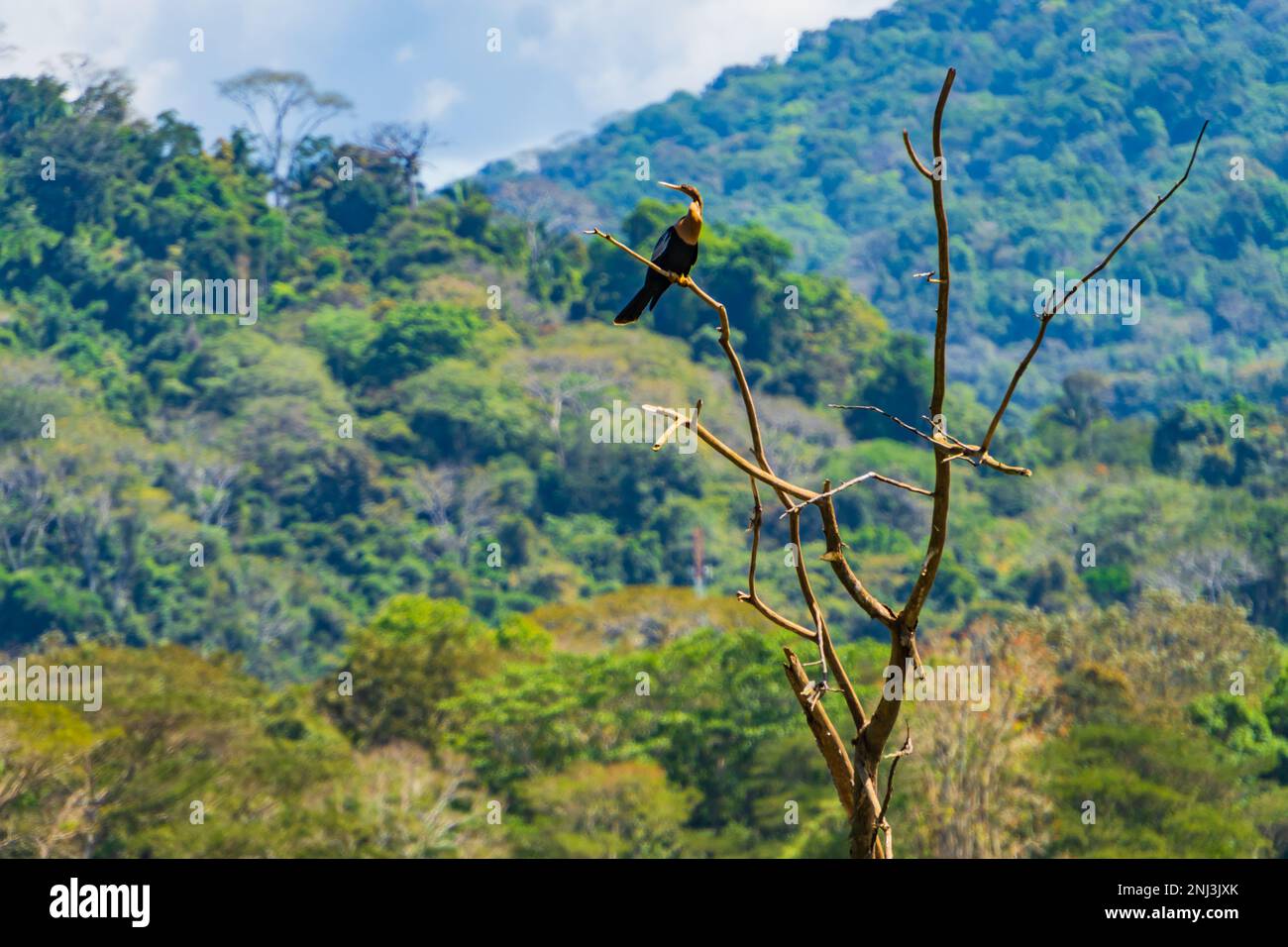 A female Anhinga perched on a dead tree Stock Photo
