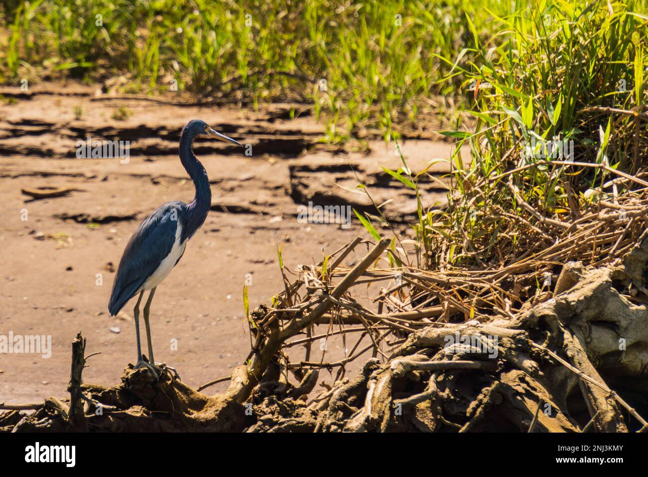 Tri-colored Heron on river bank on  the River Tarcoles in Costa Rica Stock Photo