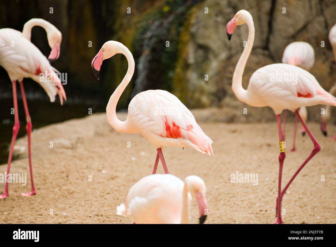 Full body shot of a pink flamingo in focus in the center, around him diffuse other flamingos. Stock Photo