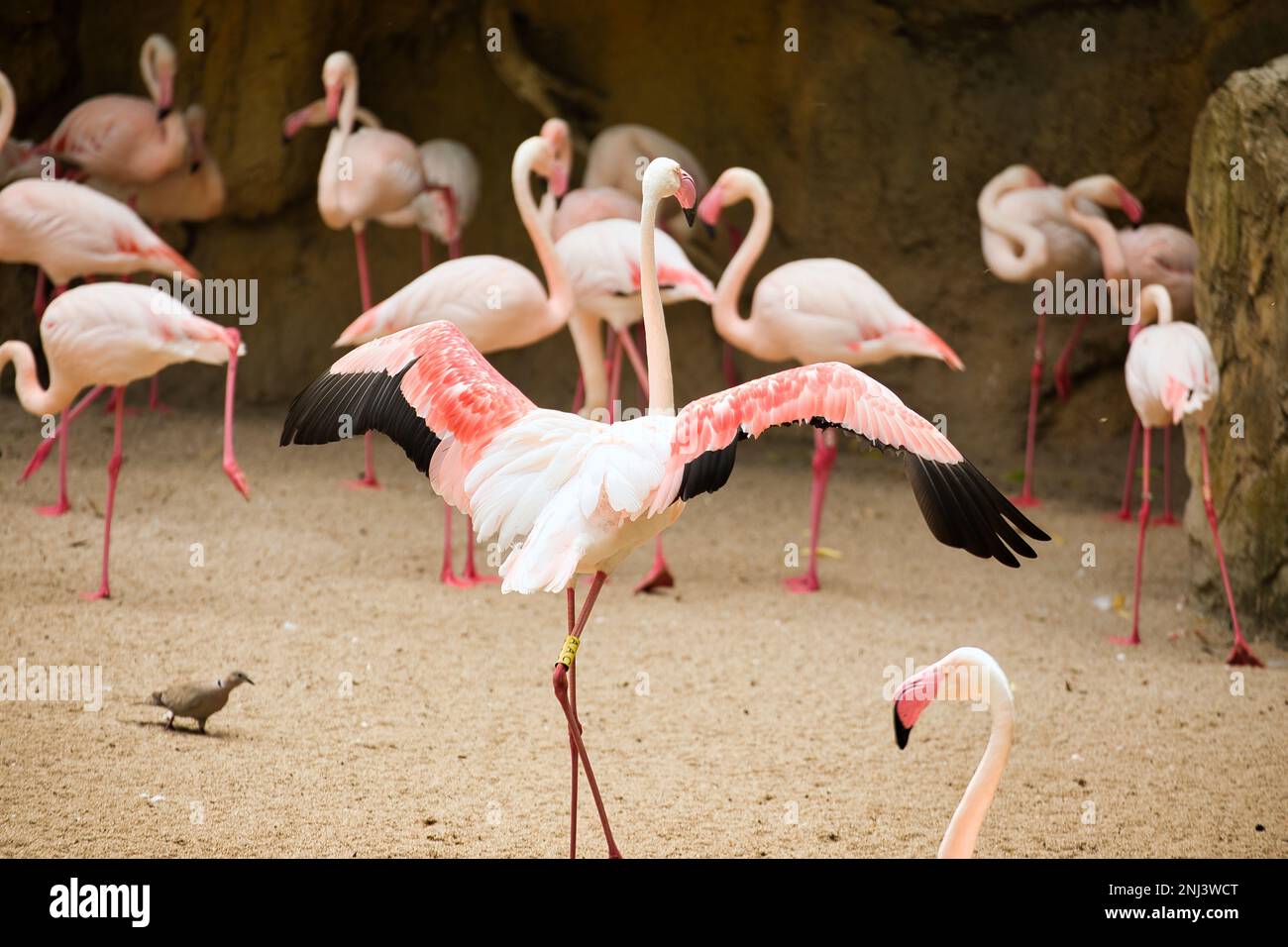 Full body shot of a pink flamingo taken from behind, with other flamingos diffused in the background. Stock Photo