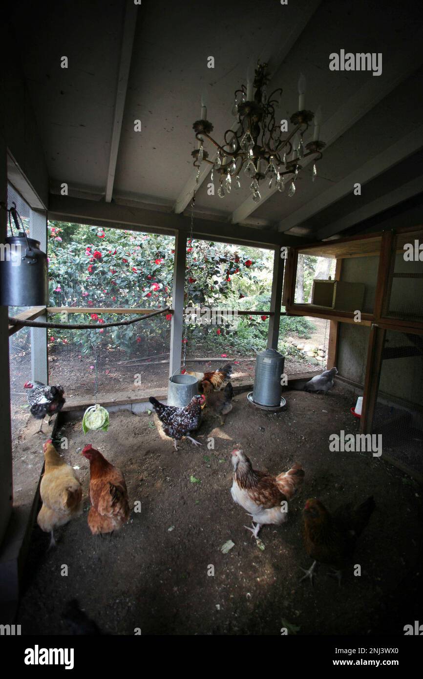 Chickens in the coop on Thursday, March 18, 2010, in Woodside, Calif