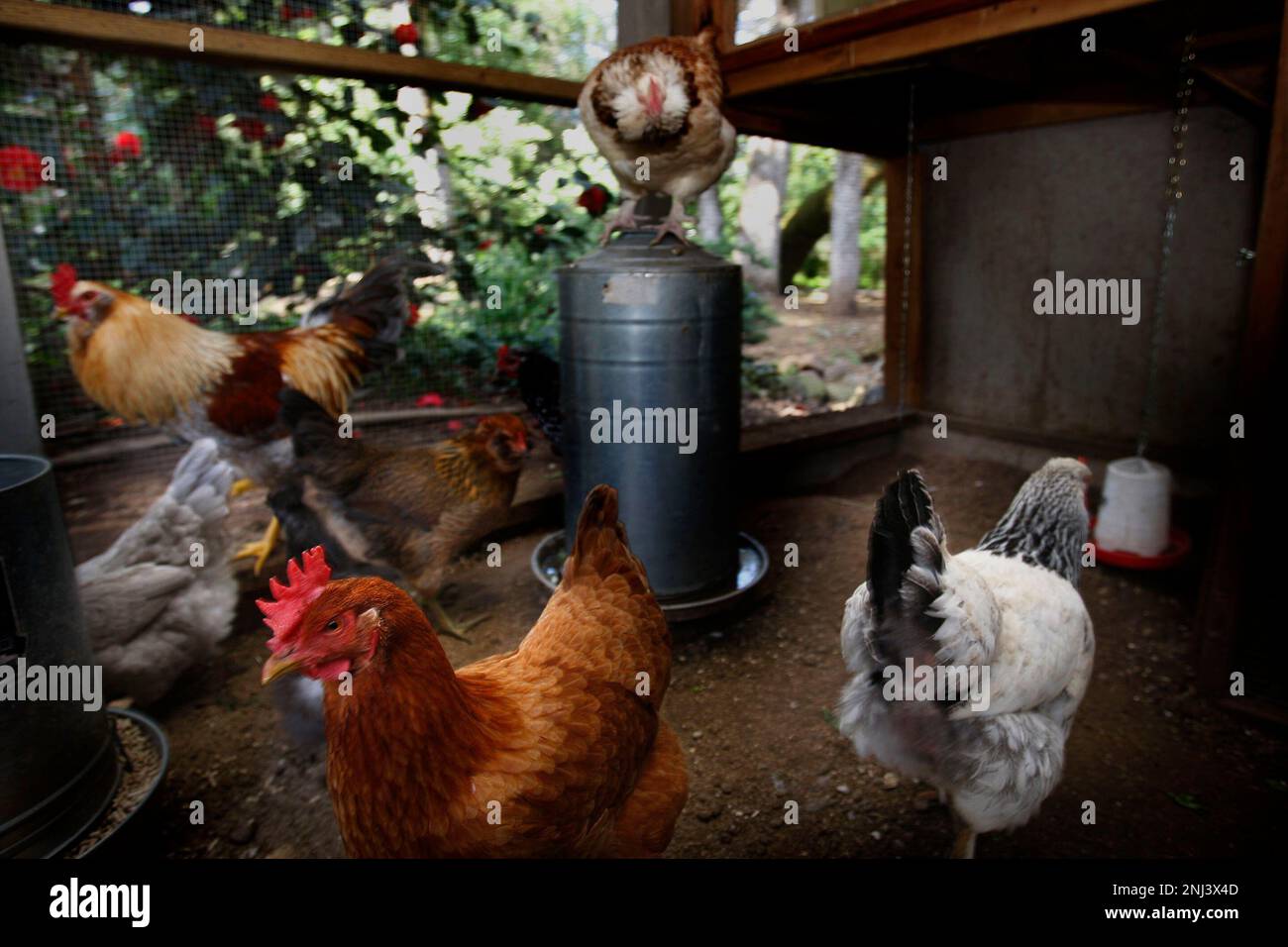 Chickens in the Willard chicken coop on Thursday, March 18, 2010