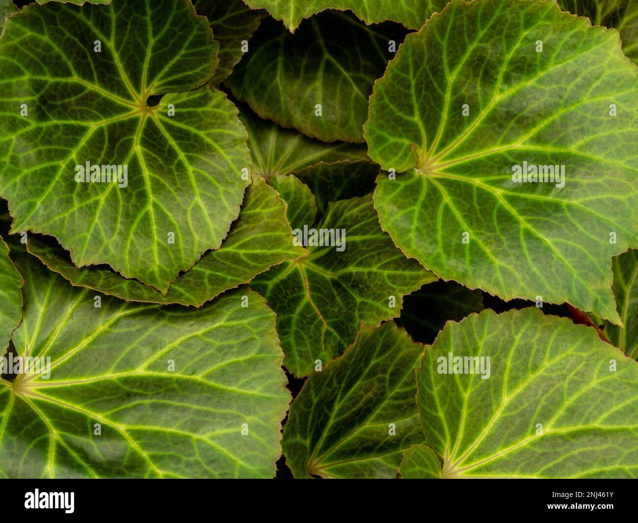 Full frame texture of Begonia leaves as nature background Stock Photo