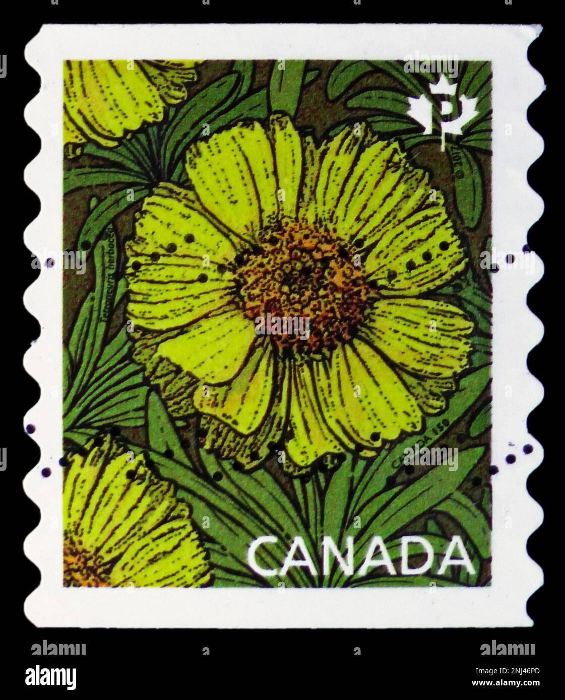 MOSCOW, RUSSIA - FEBRUARY 15, 2023: Postage stamp printed in Canada shows Tetraneuris herbacea, Daisies serie, circa 2017 Stock Photo