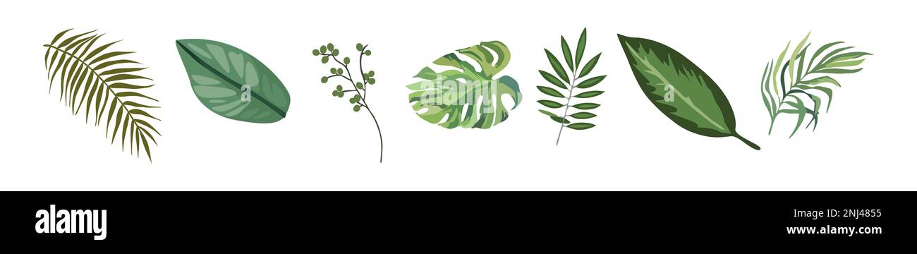 Tropical different type exotic leaves vector set Stock Vector Image ...