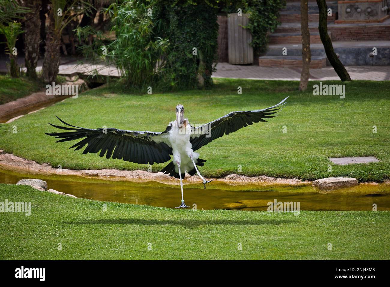 Full body shot of an African marabou during its landing on a grassland glade with a small river. Stock Photo