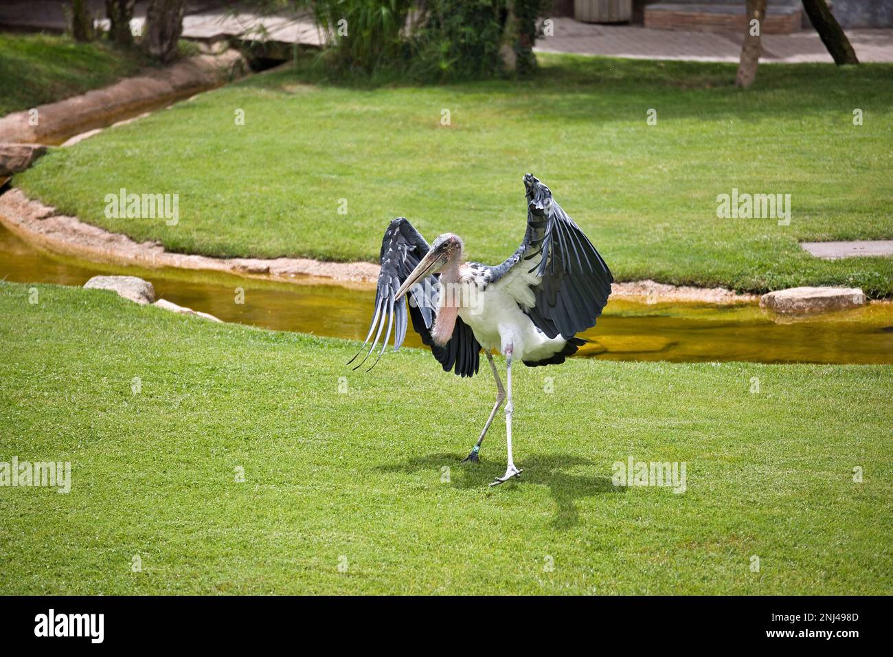 Full body shot of an African marabou that has just landed on a grassy landscape with a small river. Stock Photo