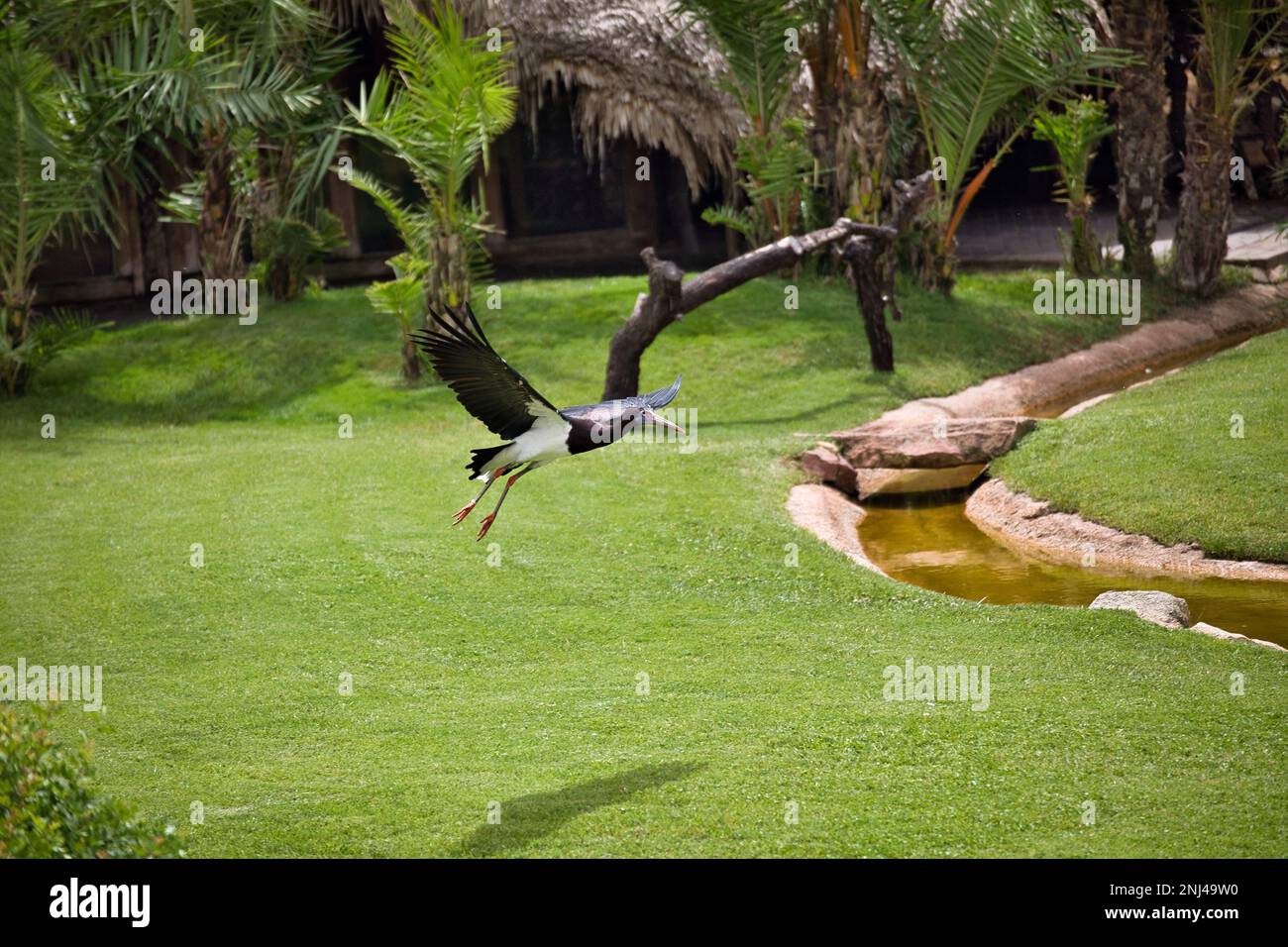 Full body shot of an Abdim stork about to land in a grassy landscape with palm trees in the background. Stock Photo