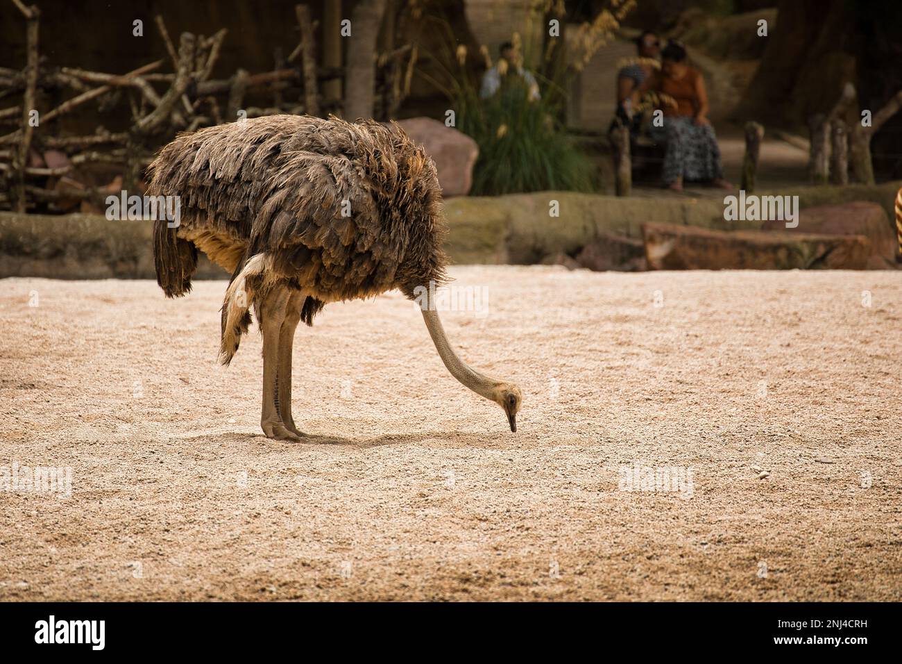 Full body long distance shot of an ostrich pecking in the sand. Stock Photo