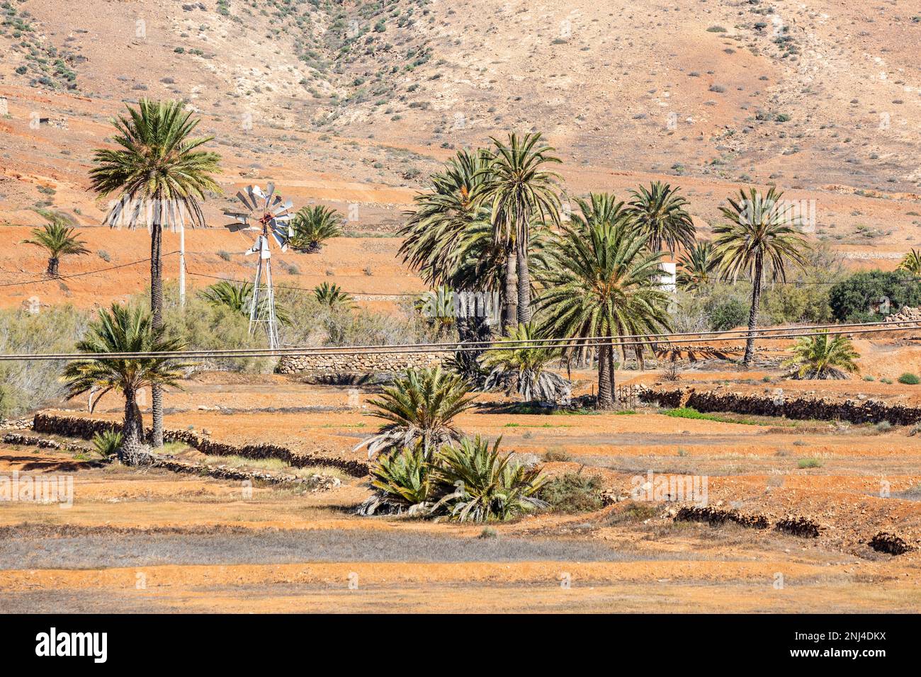 Some palm trees and a disused wind turbine in an 'oasis'. Vega de Rio Palmas, Fuerteventura. Stock Photo