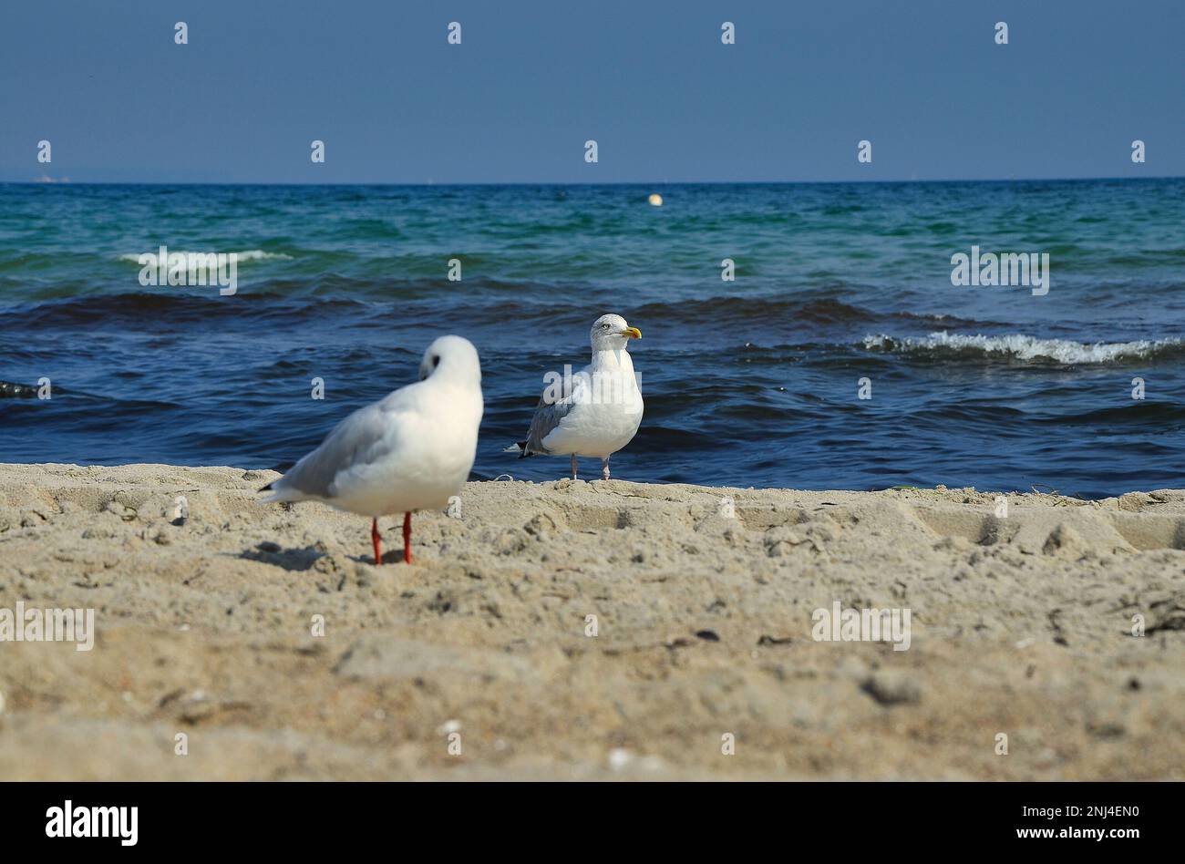 Full body shot of two seagulls in the sand, sea in the background. Stock Photo