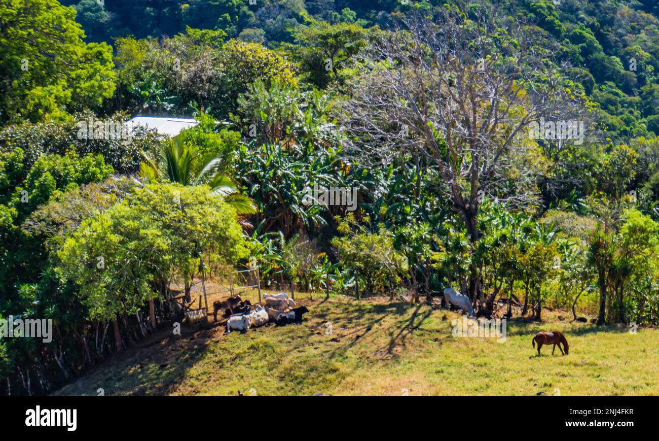 Costa rican horse hi-res stock photography and images - Alamy