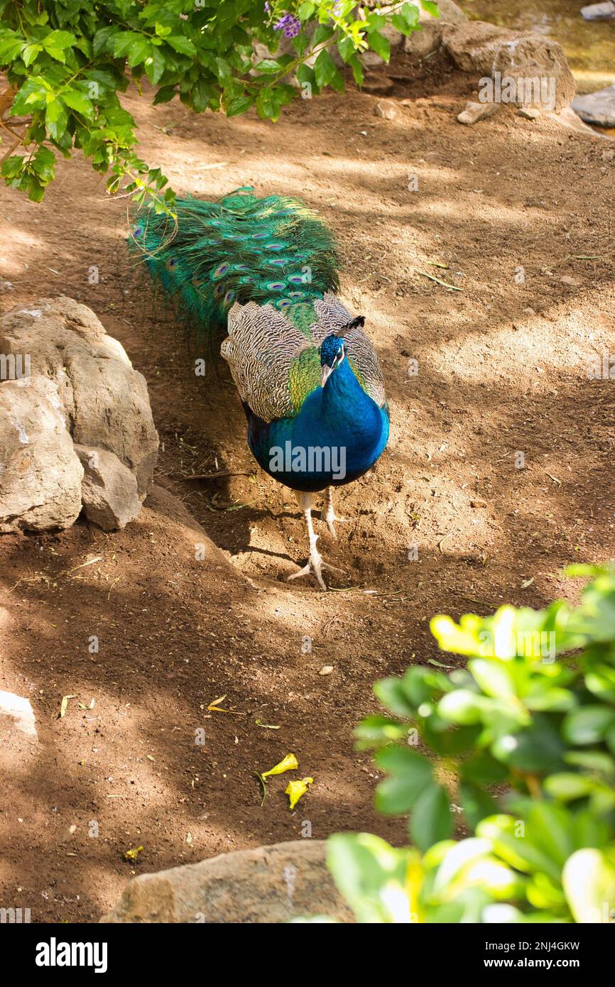 Full body shot of a peacock taken from the front in a light-filled environment. Stock Photo