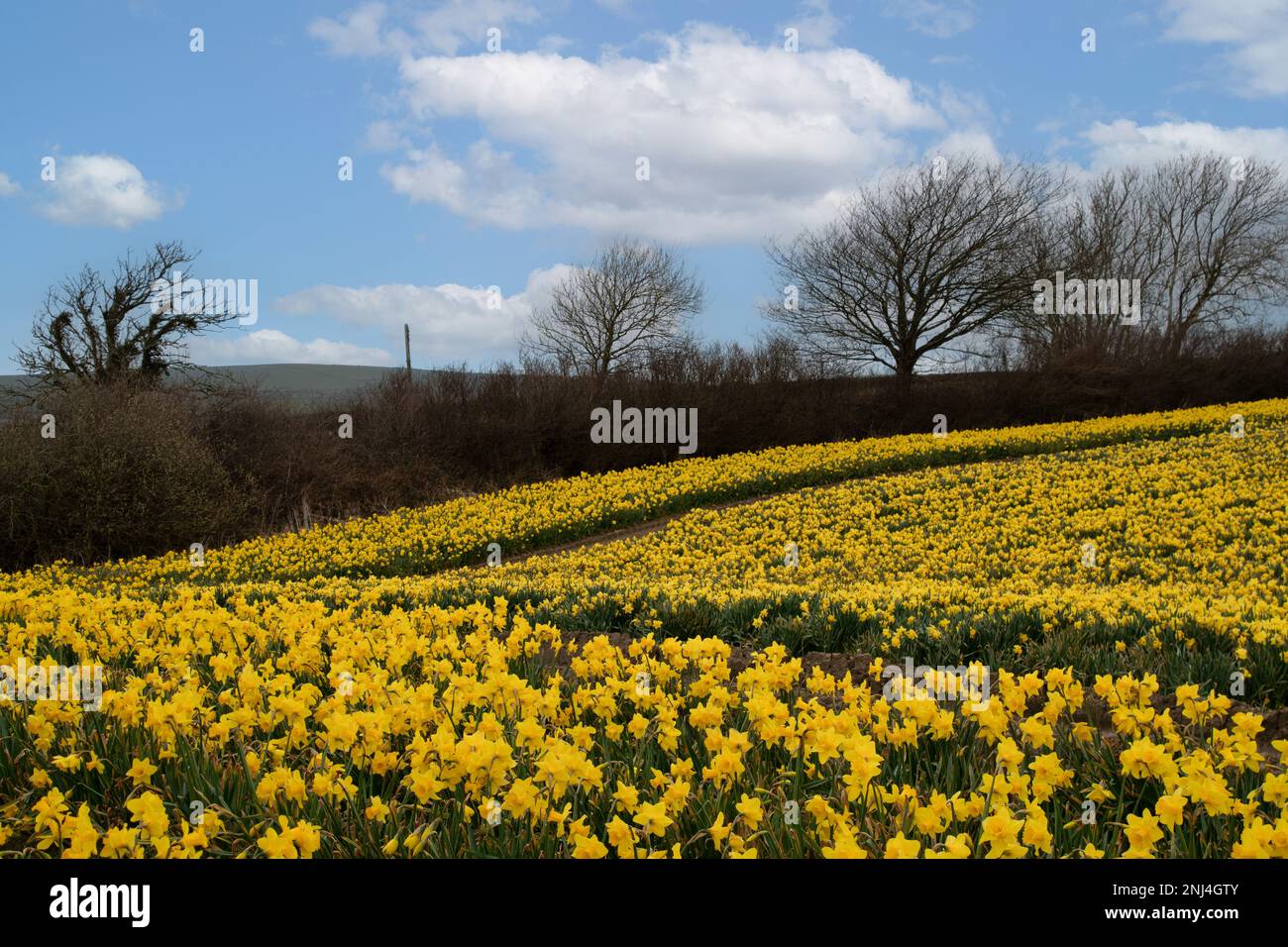 Daffodil Fields celebrating St Davids day Wales Stock Photo Alamy