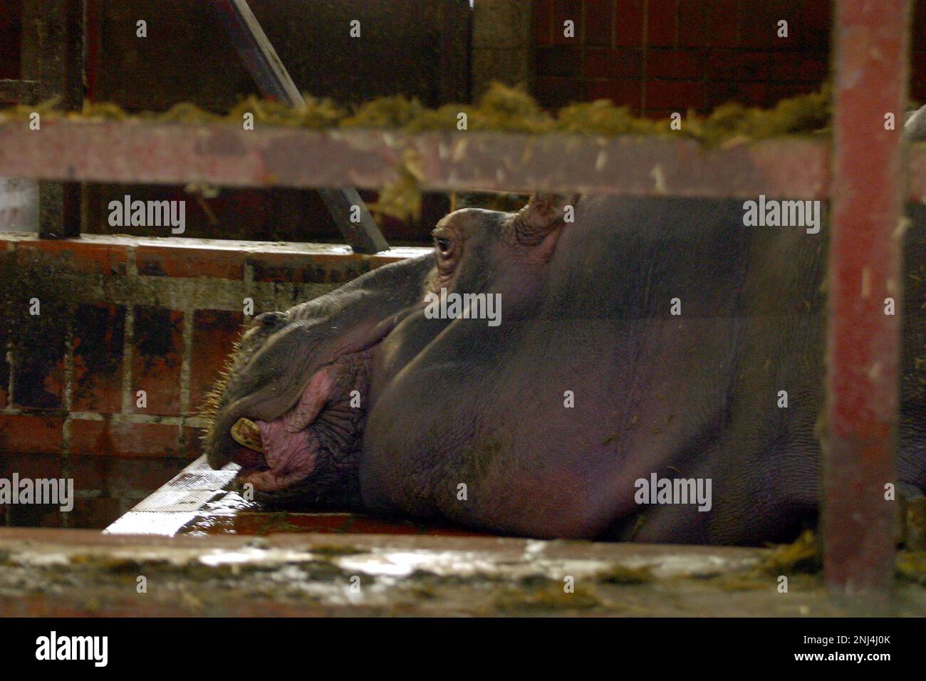 Caged hippo. Skopje Zoo photographed March 2004. These photographs led to a number of press articles.  Over the years the zoo received much criticism for the living conditions of its animals. In 2008 the City allocated 42 million denar in funds to improve the zoo, and the zoo started working with the European Association of Zoos and Aquaria (EAZA) to bring the zoo up to modern standards. By 2010 new enclosures had been built, 85% of the older exhibits at the zoo had been renovated,  the zoo became an EAZA membership candidate. Picture garyroberts/worldwidefeatures.com Stock Photo