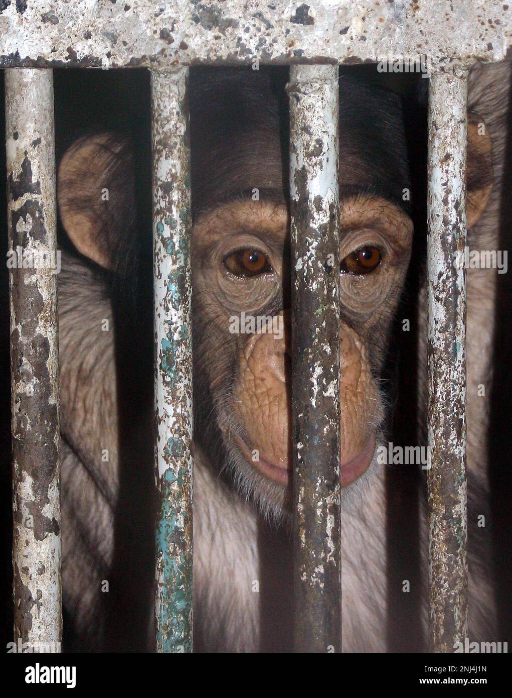 Caged chimpanzee. Skopje Zoo photographed March 2004. These photographs