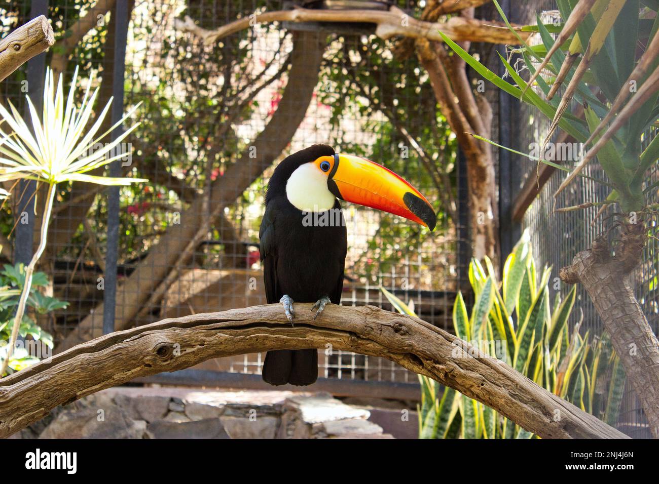 Full body shot of a toucan sitting on a branch, branches and plants in the background. Stock Photo