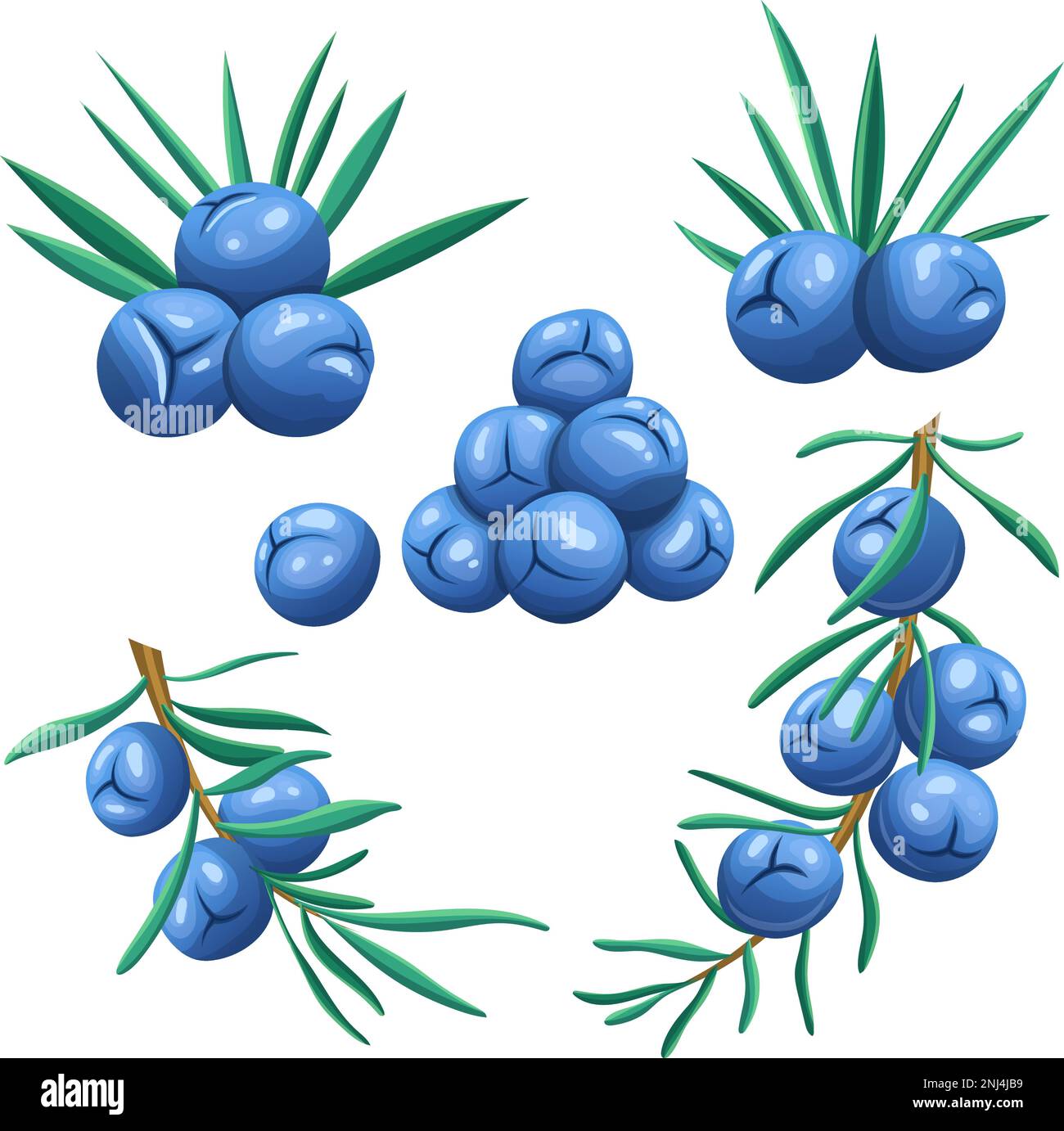 juniper berry set cartoon vector illustration color sign Stock Vector