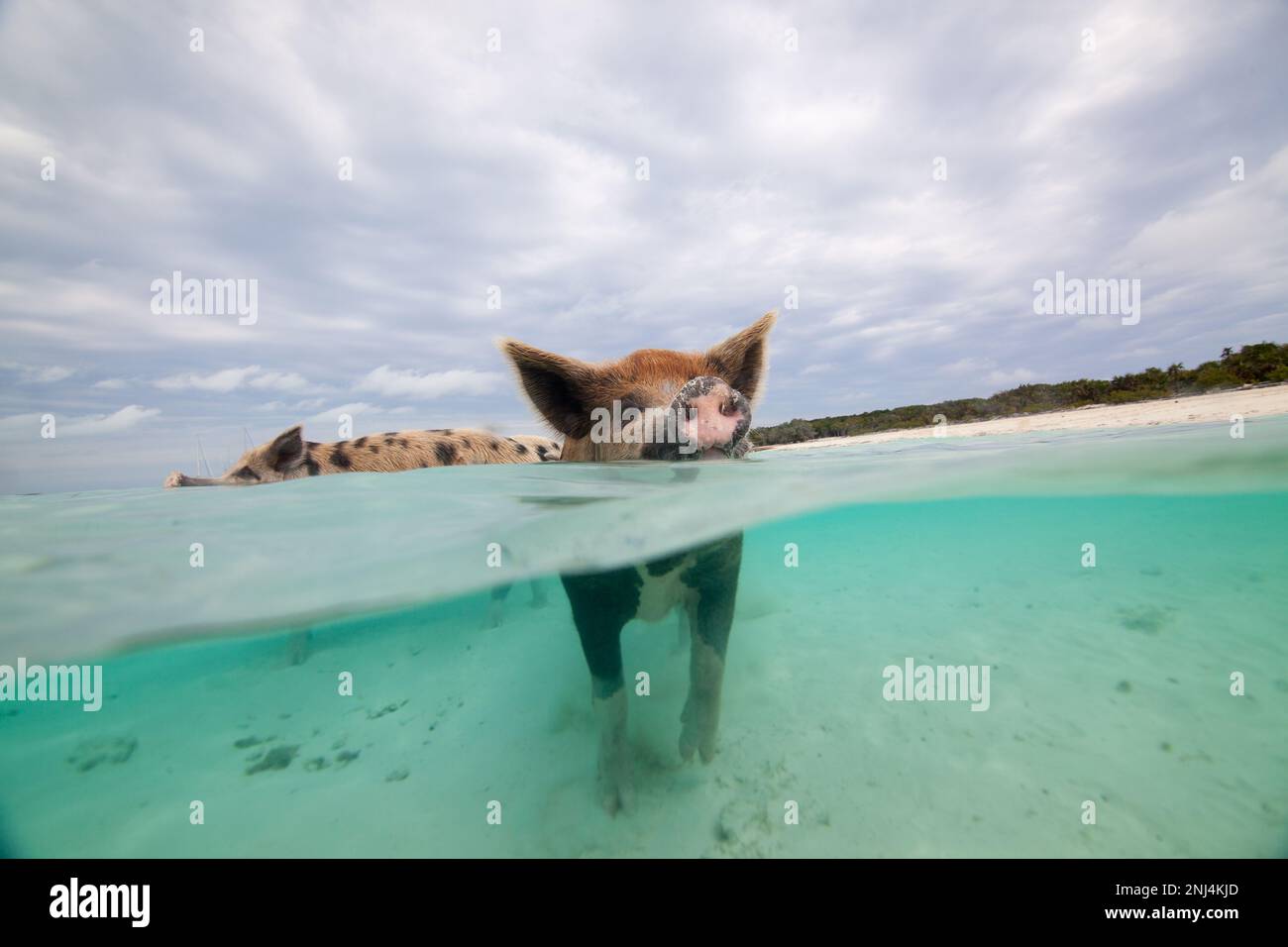 swimming pigs, Exuma, Bahamas Stock Photo