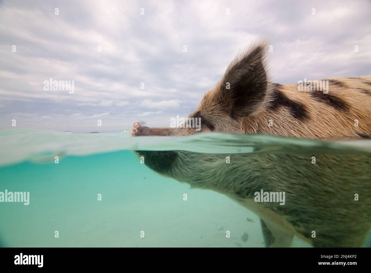 swimming pigs, Exuma, Bahamas Stock Photo
