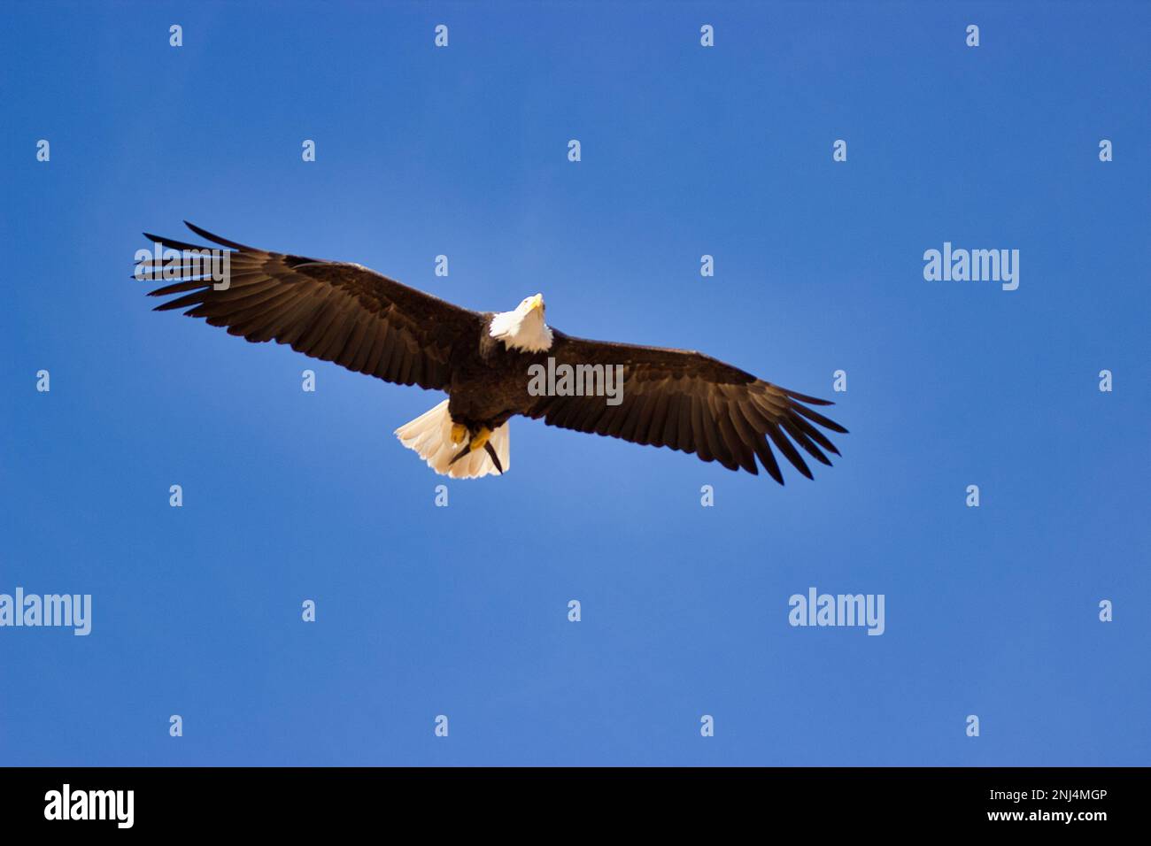 Full body shot of a white-tailed eagle in flight, blue sky in the background. Stock Photo