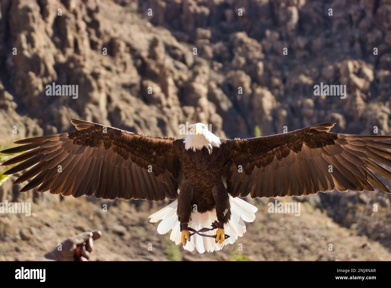 Full body shot of a white-tailed eagle in flight, with a rocky mountain in the background. Stock Photo