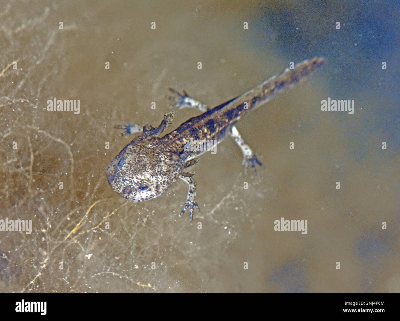 Salamander young phase under water Stock Photo Alamy