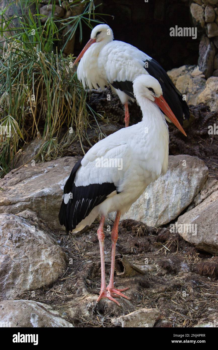 Full body shot of a stork pair, the female in the foreground in a nest, the male in the background. Stock Photo