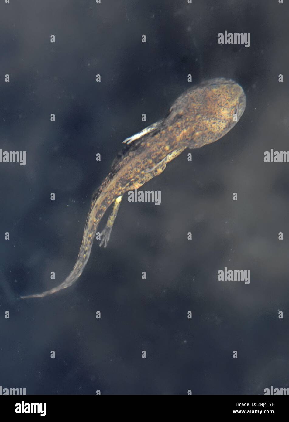 Salamander young phase under water Stock Photo Alamy