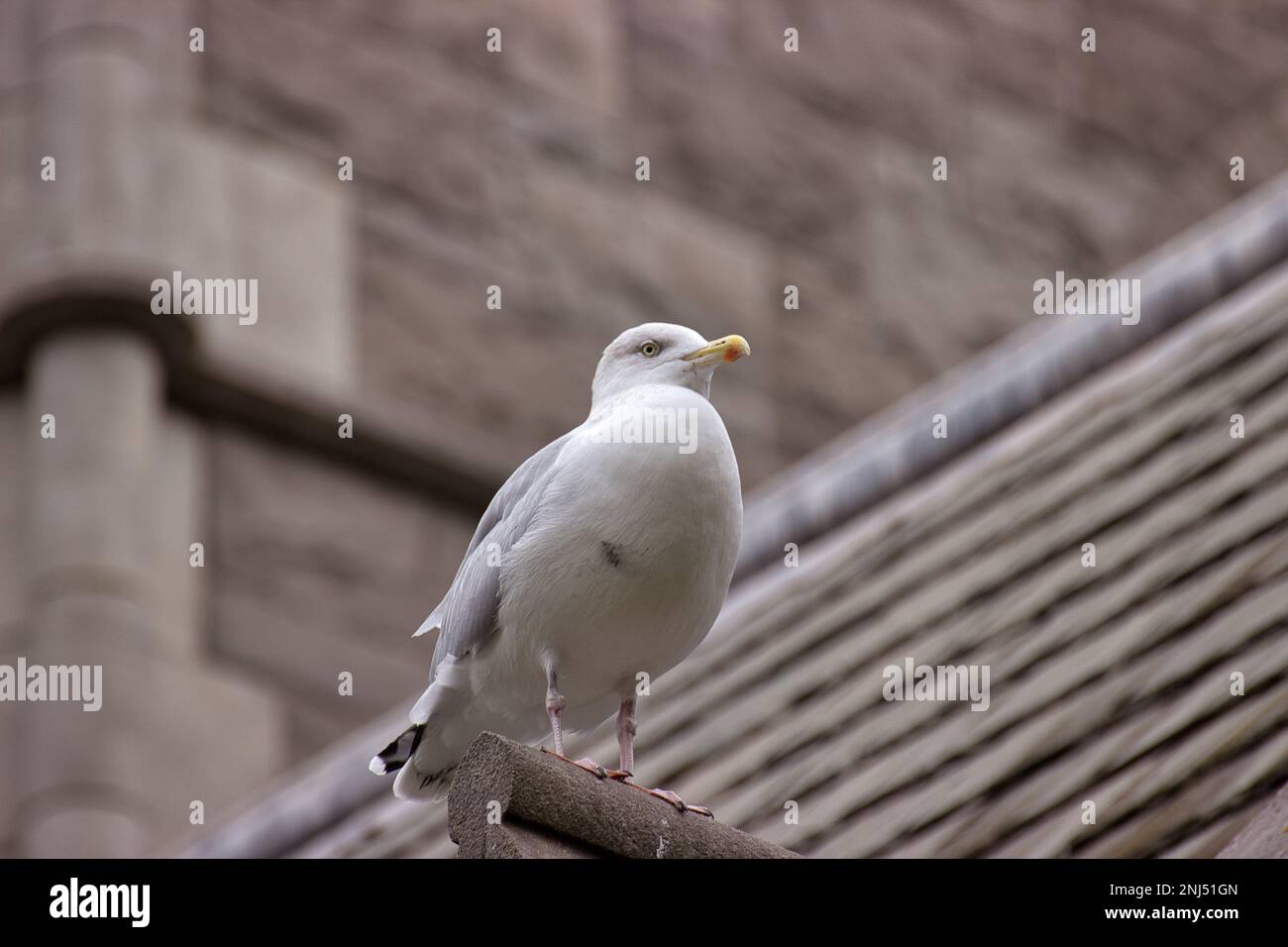 Full body shot of a seagull, photographed from below, in the background diffuse a building. Stock Photo
