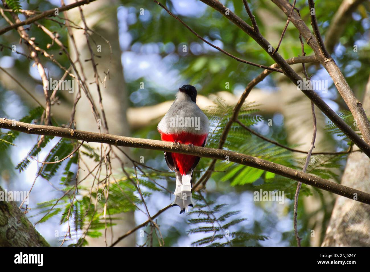 Full body shot of a cubatrogon sitting on a branch, trees and leaves in the background. Stock Photo