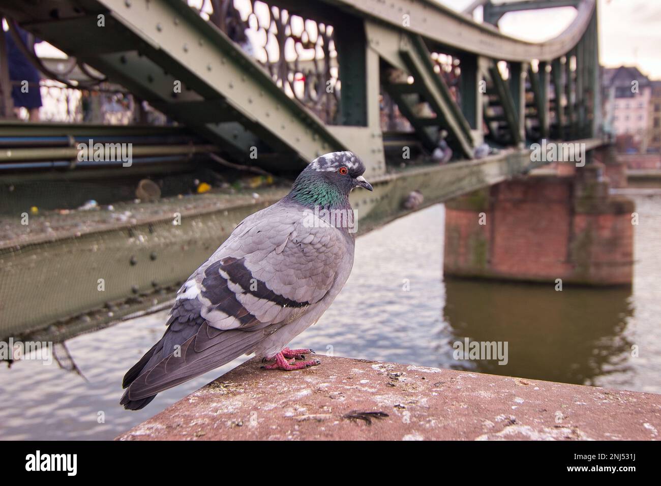 Full body shot of a pigeon sitting on a column with a bridge in the background. Stock Photo