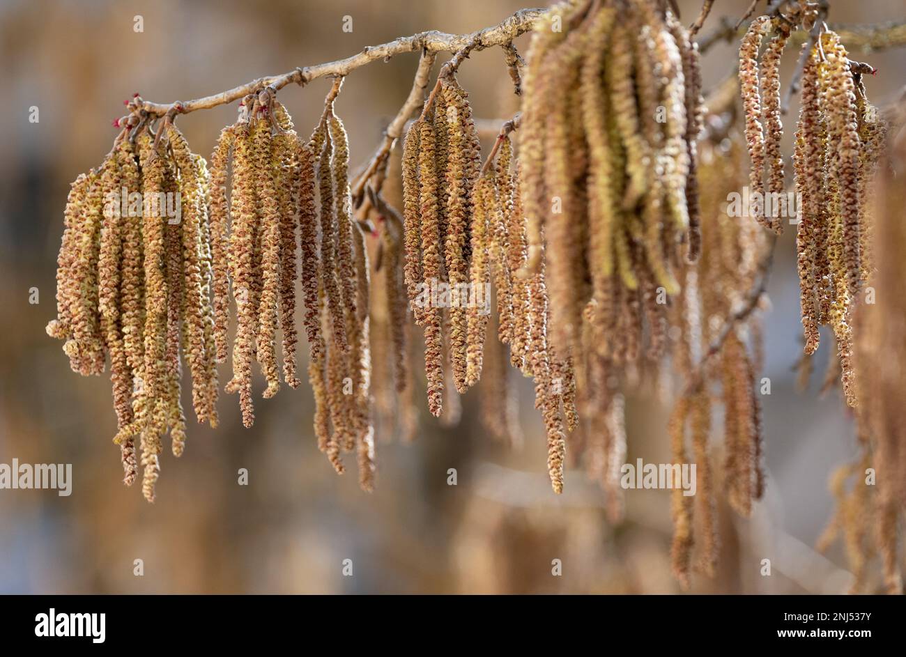 Munich, Germany. 22nd Feb, 2023. The flower catkins on a hazelnut bush