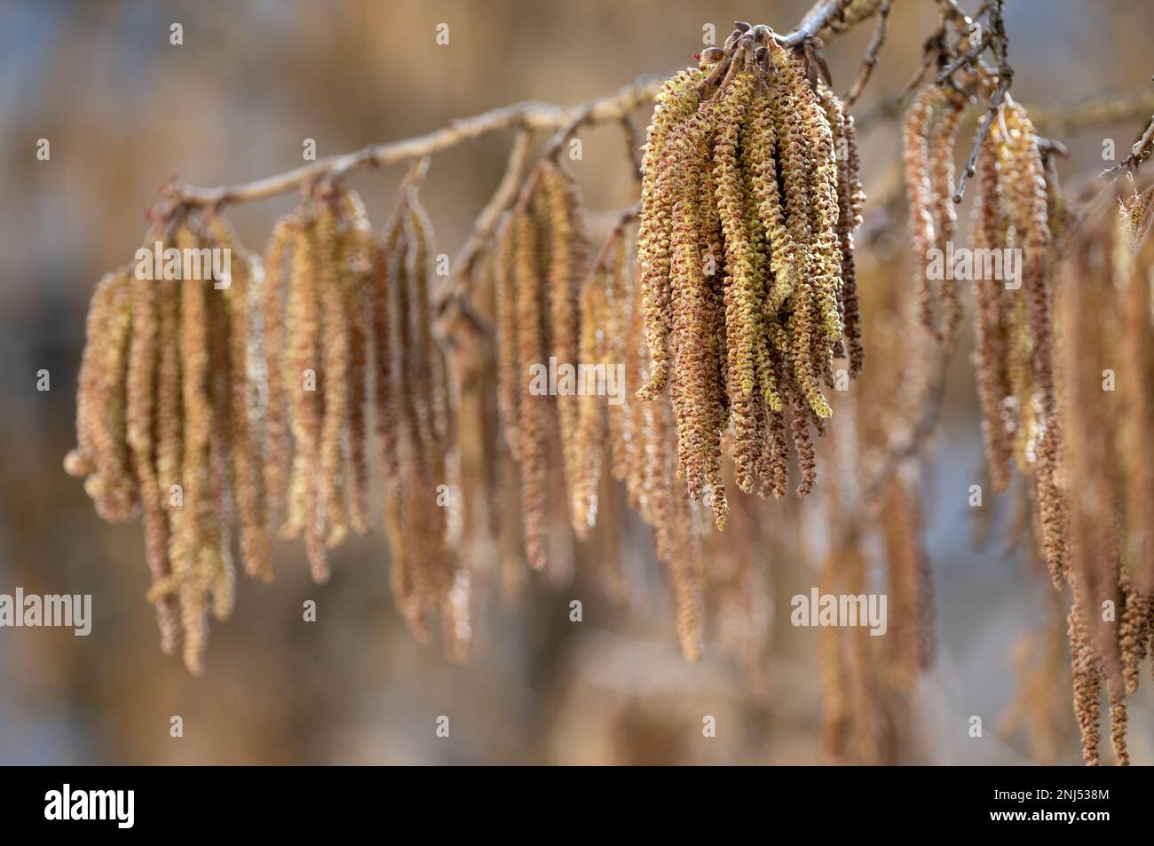 Munich, Germany. 22nd Feb, 2023. The flower catkins on a hazelnut bush. Hazelnut pollen causes