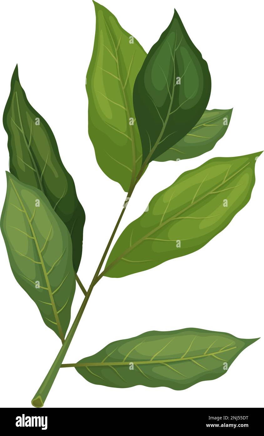 bay leaf plant cartoon vector illustration color sign Stock Vector