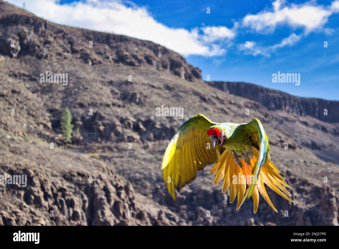 Full body shot of a flying blue golden macaw, in the background blue sky and a mountain. Stock Photo