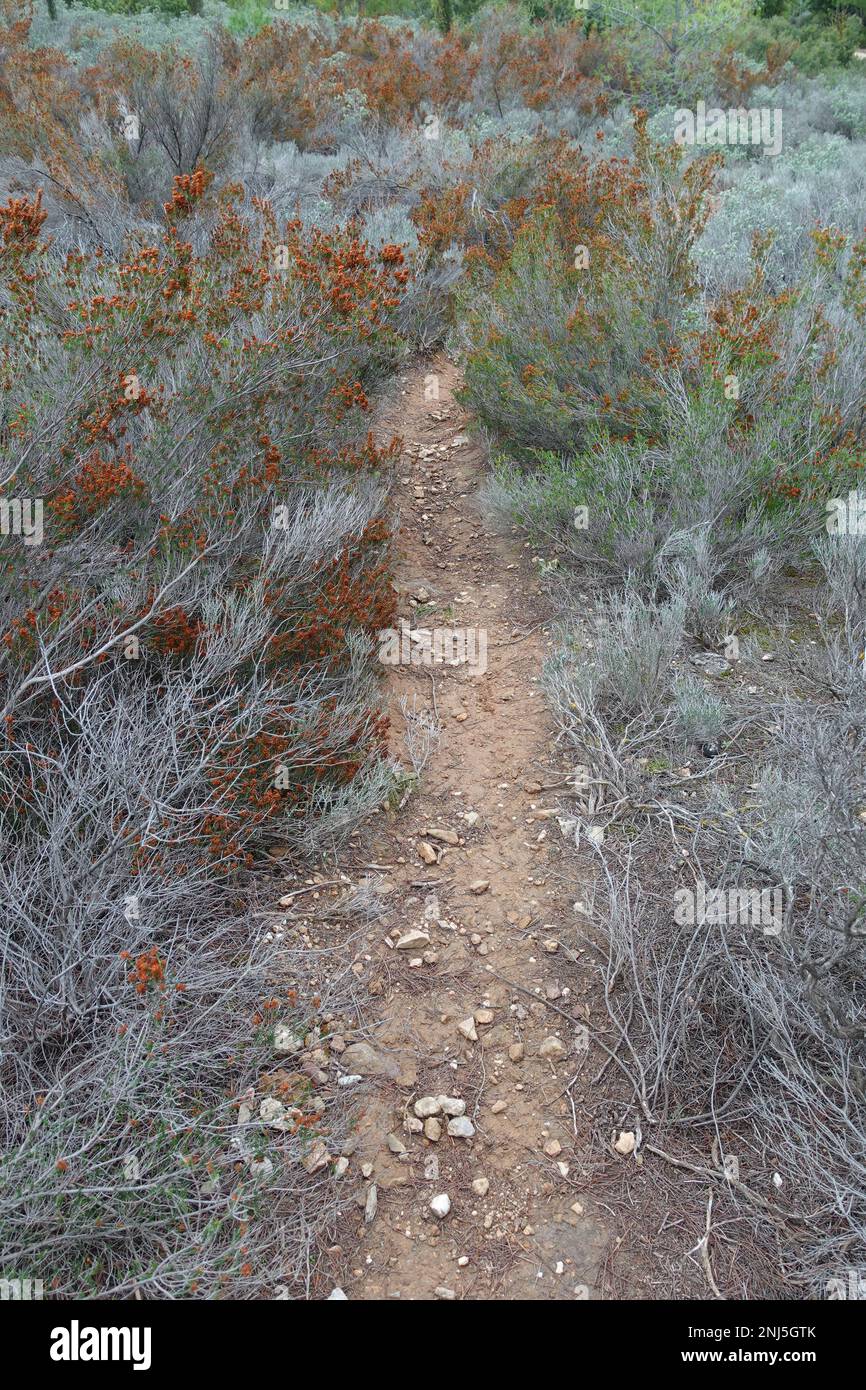 Dirt path with erica manipuliflora flowering plants in the woods. Stock Photo