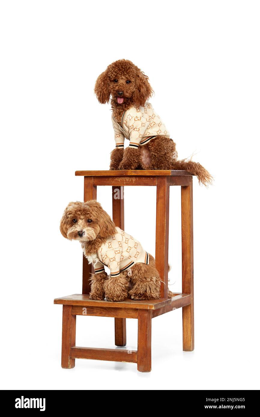 https://c8.alamy.com/comp/2NJ5NG5/two-cute-curly-red-brown-poodles-liitle-dogs-posing-isolated-over-white-studio-background-pet-look-happy-healthy-and-groomed-concept-of-animal-2NJ5NG5.jpg