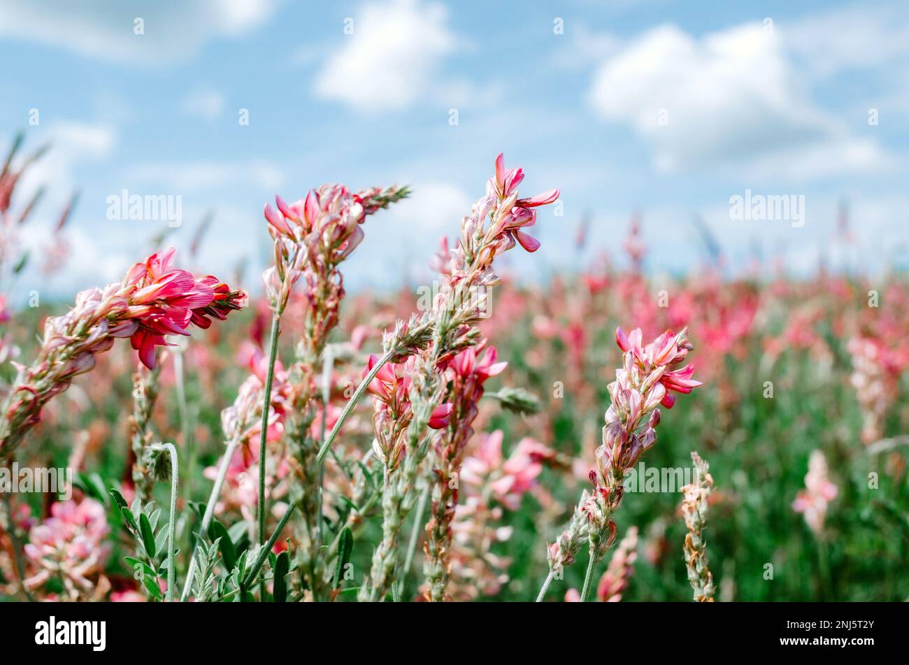 Close up selective focus of sainfoin flower in field Stock Photo