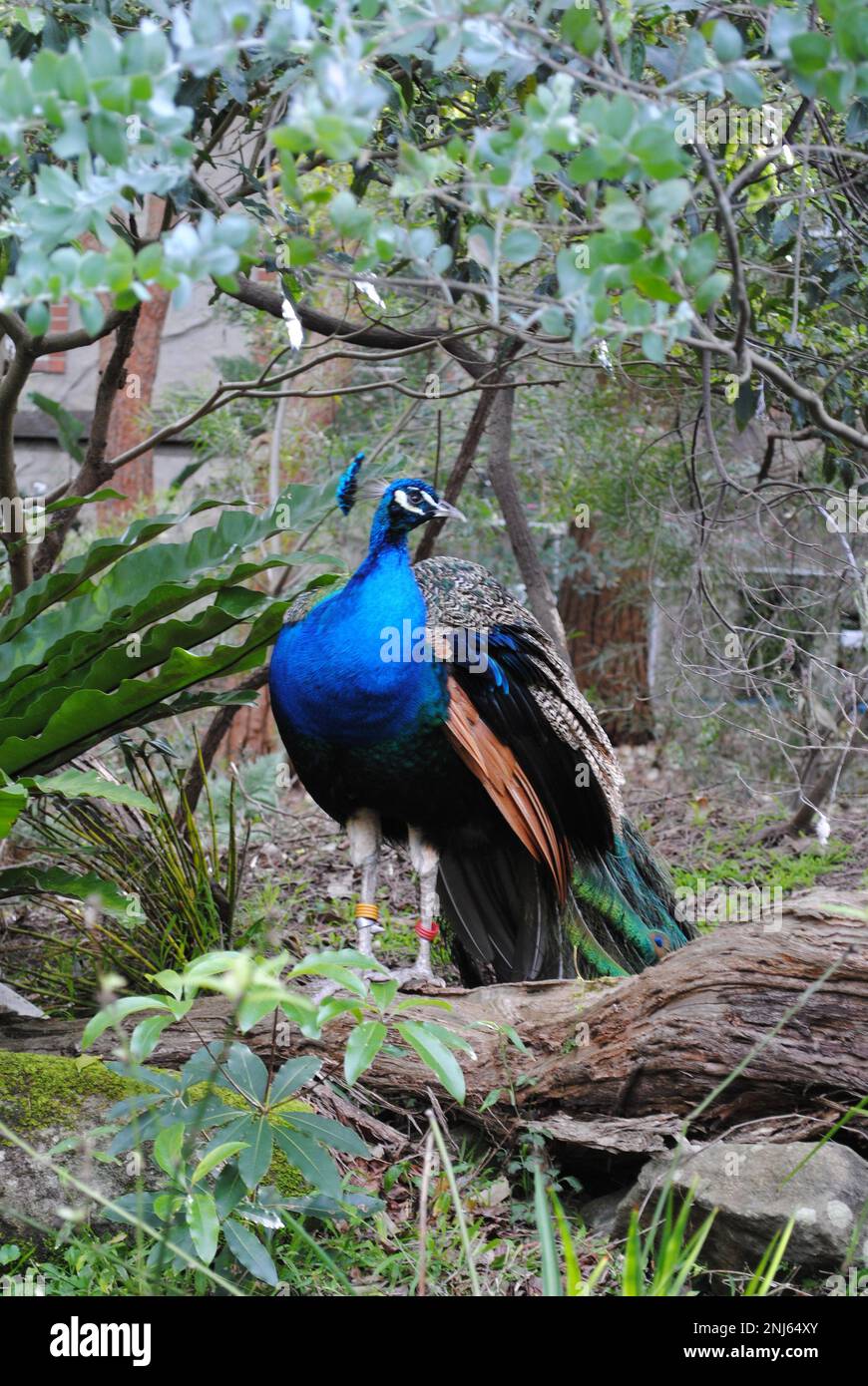 Majestic indian peafowl peacock hi-res stock photography and images - Alamy