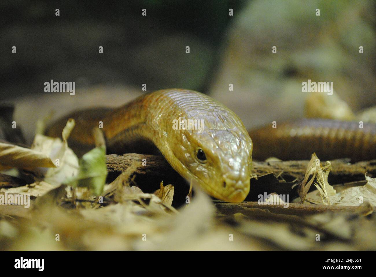 Legless lizard hi-res stock photography and images - Alamy