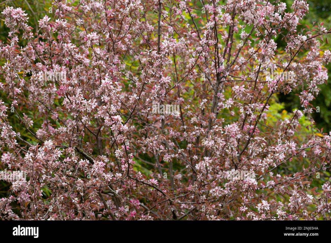 Malus niedzwetzkyana closeup, selective soft focus. Decorative apple tree with bright flowers. Purple blossoms in spring apple tree garden close up Stock Photo