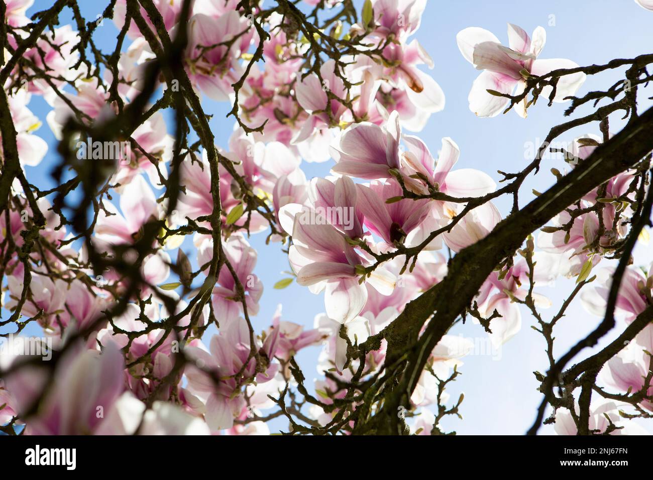 Magnolia tree ladened with white and pink flowers in full spring bloom in a garden in Kent Stock Photo