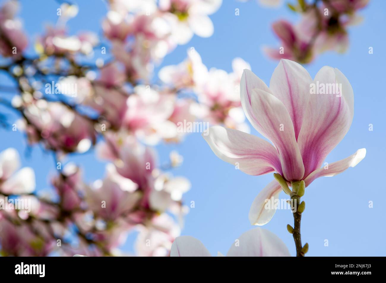 Magnolia tree ladened with white and pink flowers in full spring bloom in a garden in Kent Stock Photo