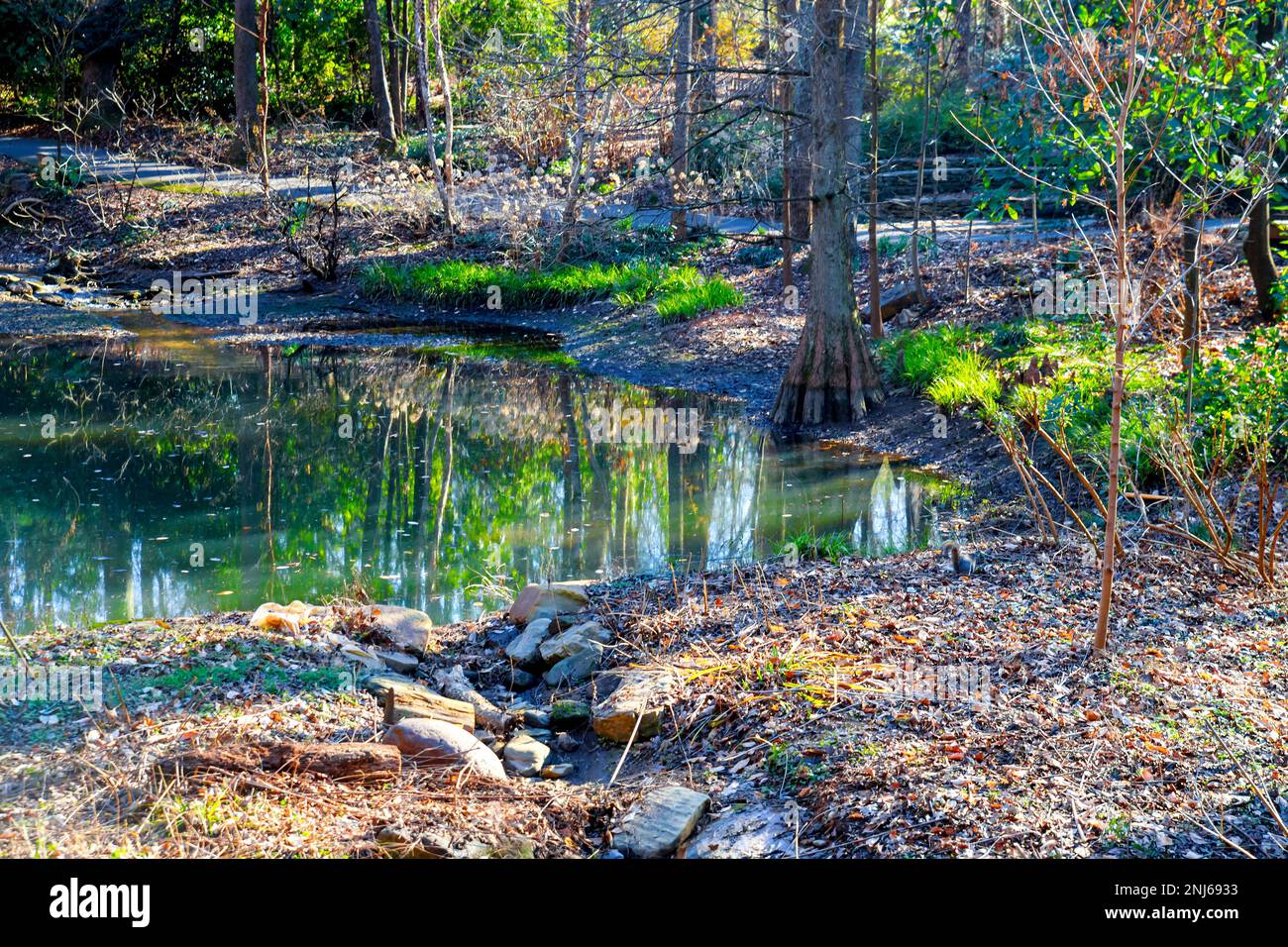 In the park, a forest of green trees reflects on water surface Stock ...