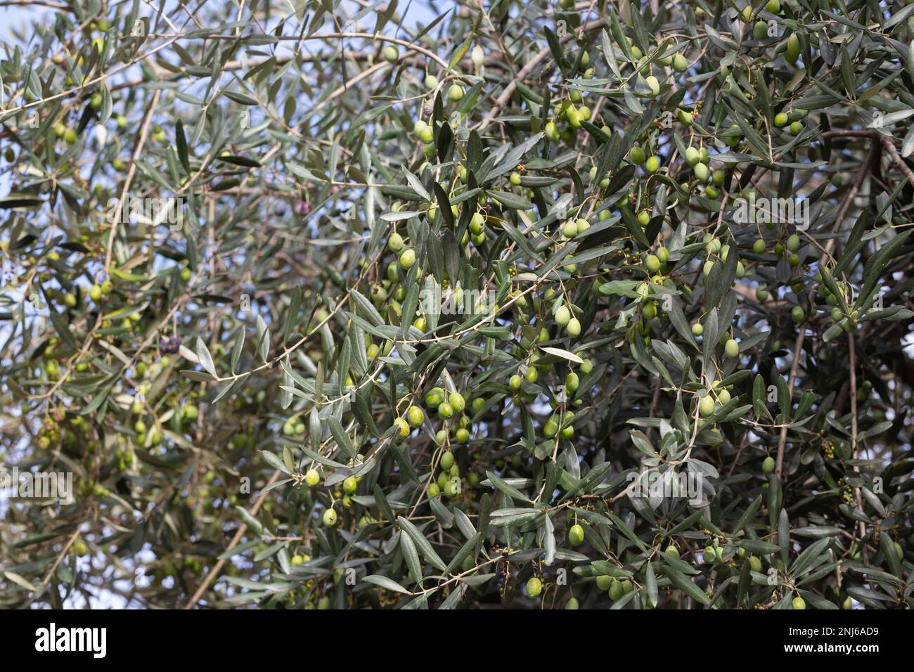 Olive tree with leaves. Harvesting the olives. Picking season for black