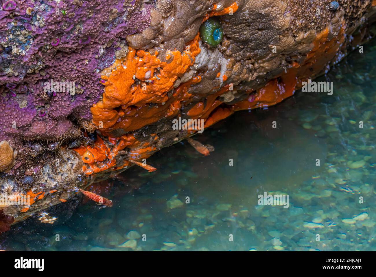 Pacific Sea Pork, Aplidium californicum, (orange and brown) a colonial encrusting tunicate at Point of Arches in Olympic National Park, Washington Sta Stock Photo