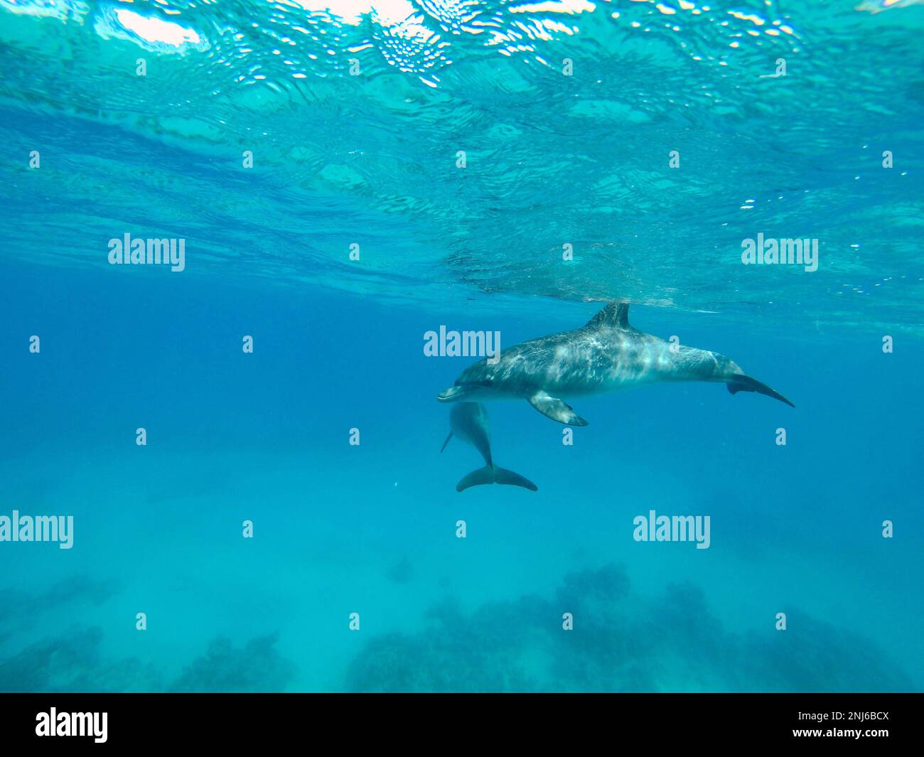 Full body shot of a dolphin, sunlight speckles on its skin, a second ...