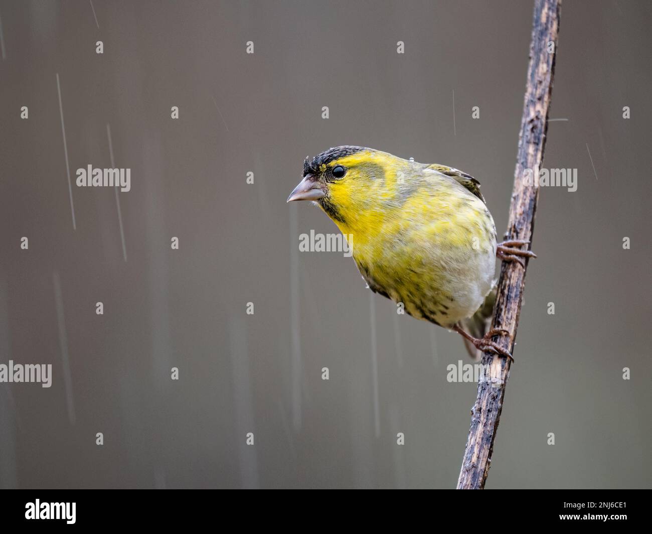 A male siskin caught in a winter shower in mid Wales Stock Photo